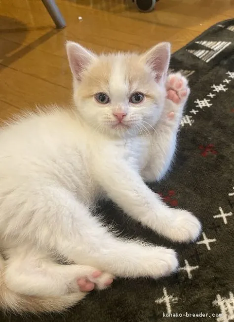 ID:1911-01773の子猫
