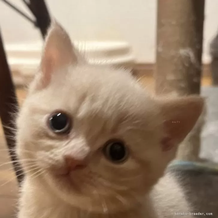 ID:2405-00378の子猫