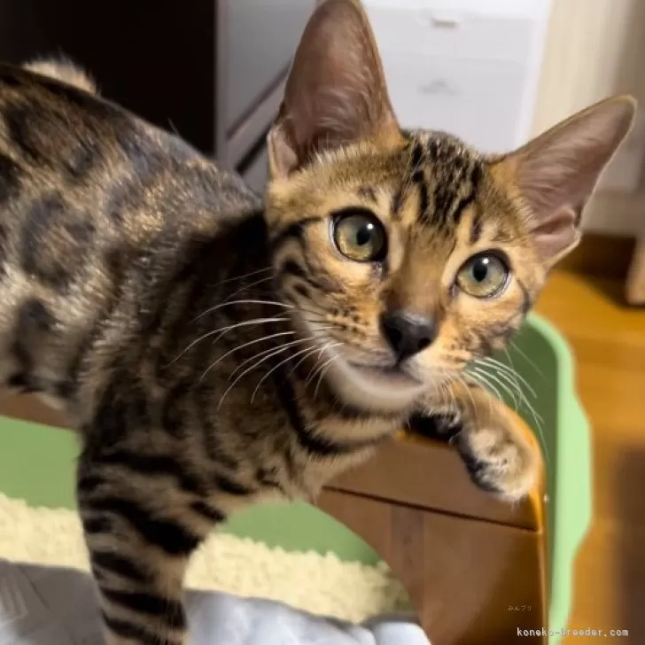 ID:2405-00220の子猫