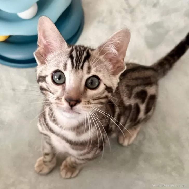 ID:2502-02073の子猫