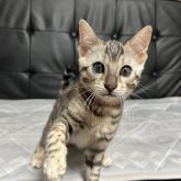 ベンガル