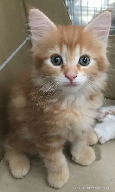 Hedi 様のお迎えした子猫