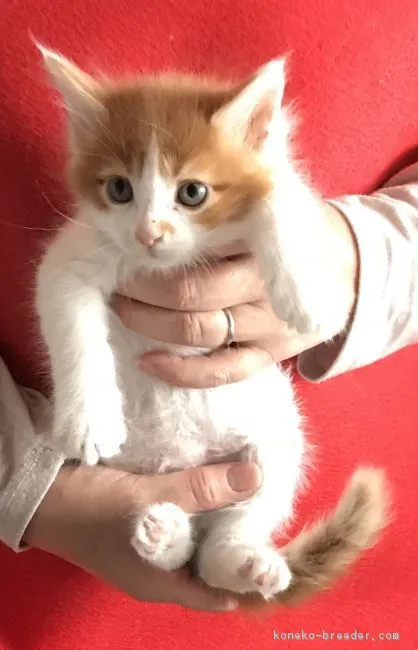 GIFF 様のお迎えした子猫