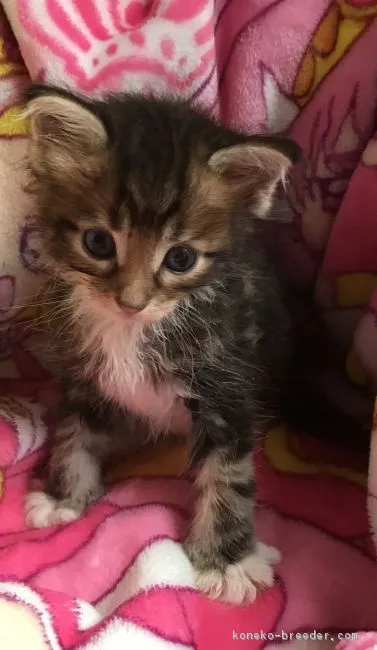 福島好子 様のお迎えした子猫