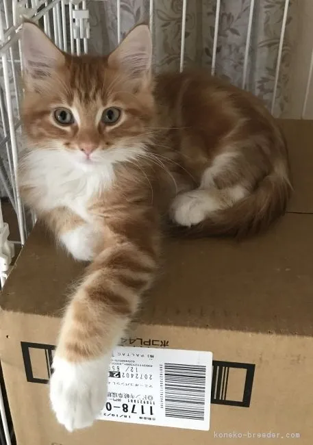 チャチャ 様のお迎えした子猫