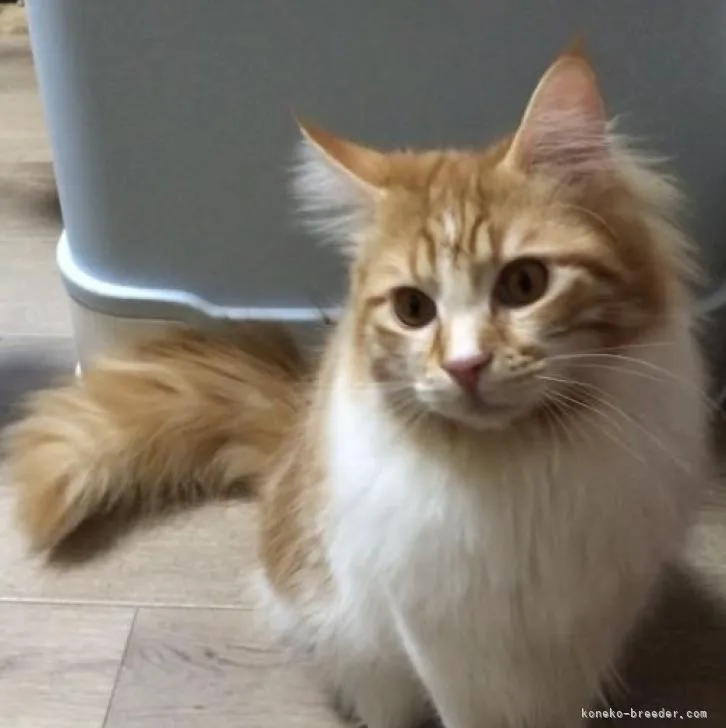 ID:2207-00080の子猫