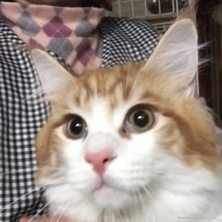 ID:2207-02715の子猫