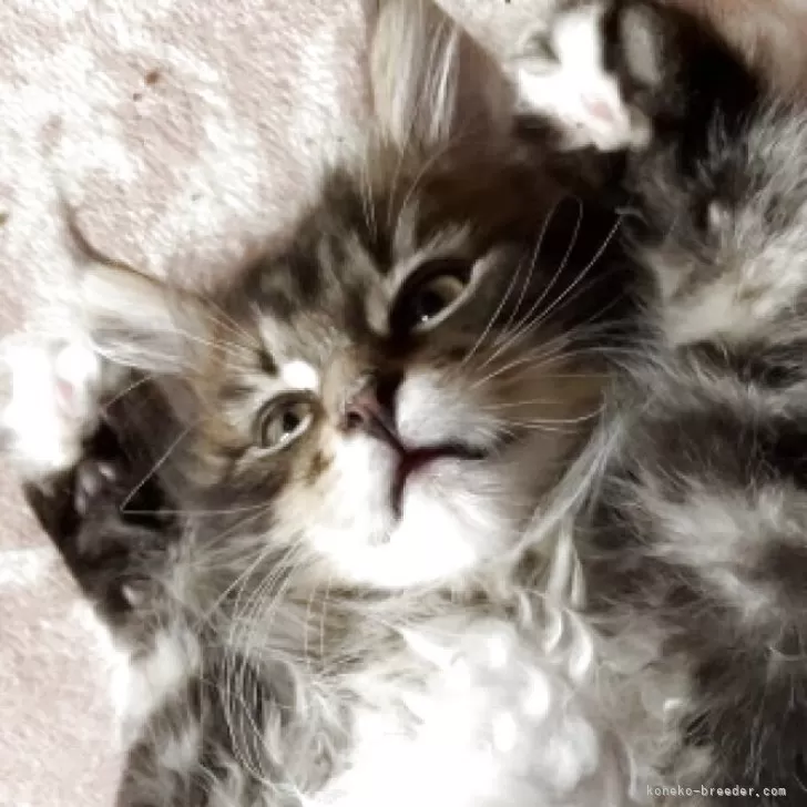 ID:2504-03224の子猫