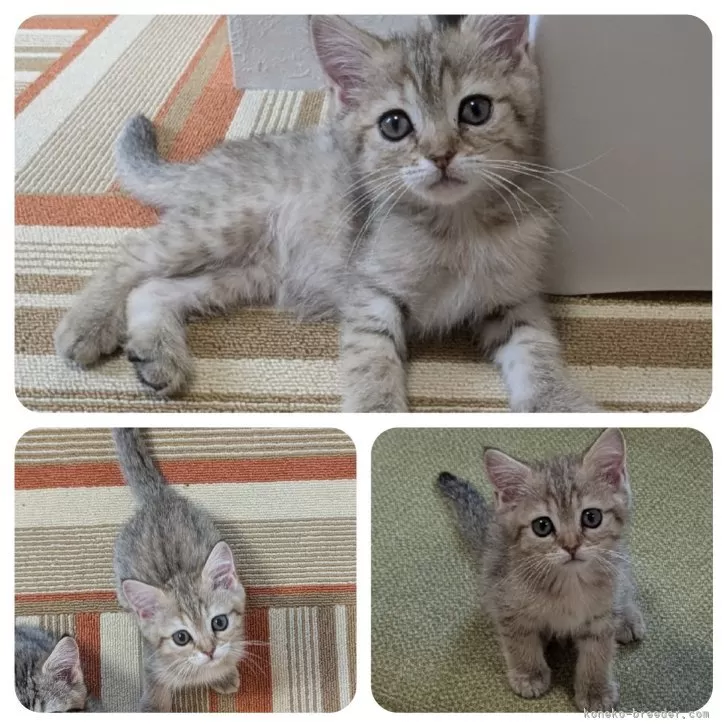 ID:2502-01877の子猫