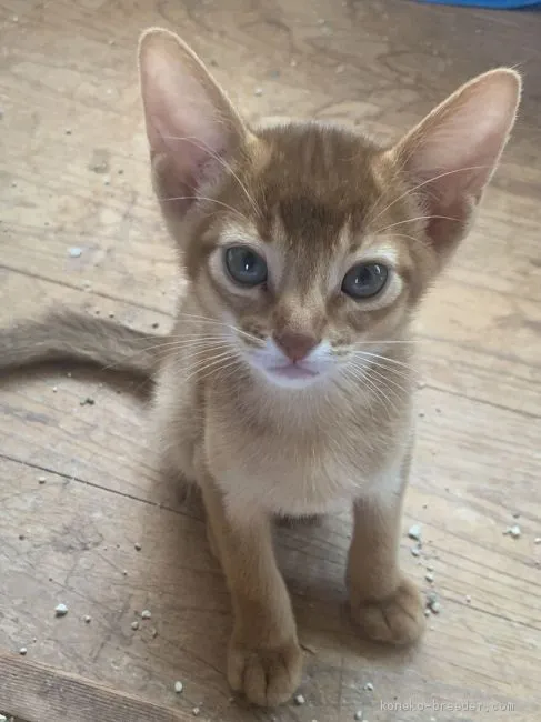 ID:2006-01918の子猫