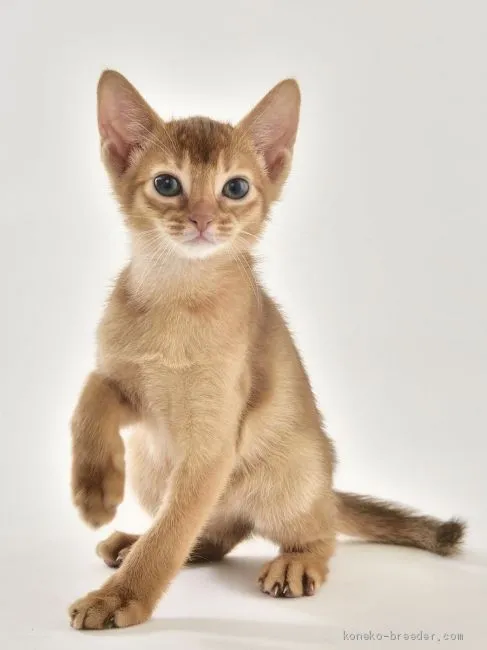 ID:2002-00170の子猫