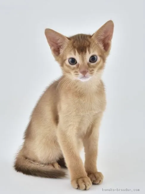 ID:1812-00948の子猫