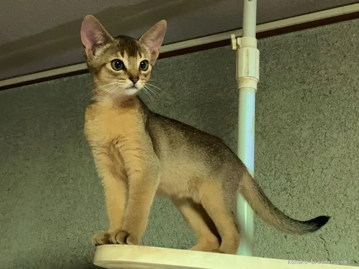 ID:2006-01917の子猫