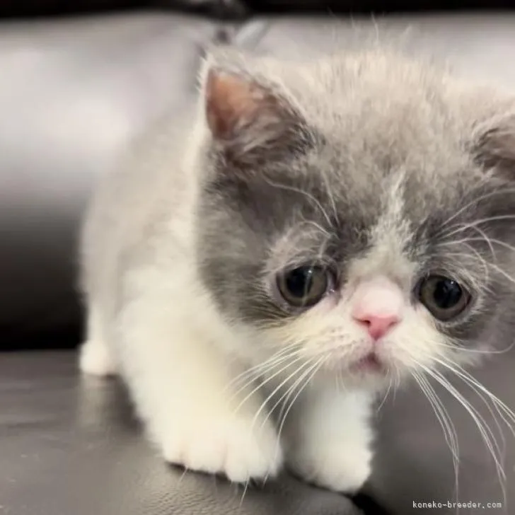 ID:2209-01102の子猫