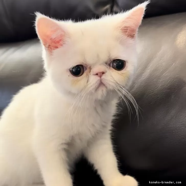 ID:2407-02481の子猫