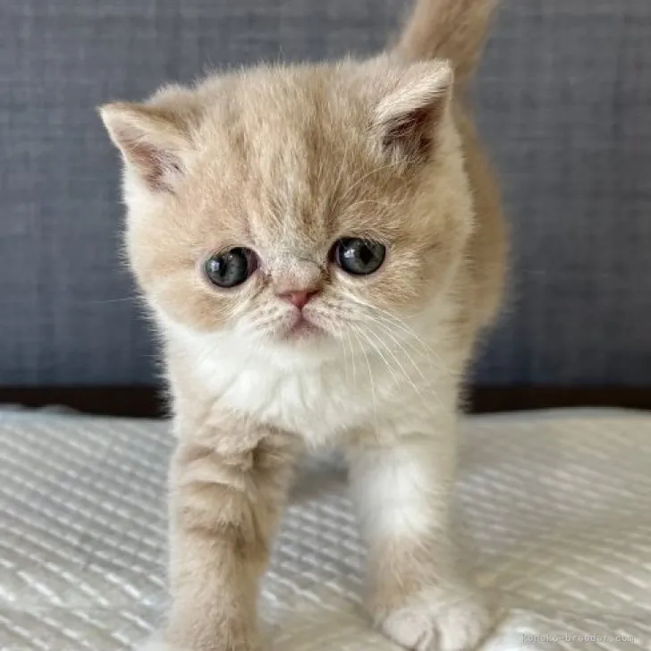 あいちゃん 様のお迎えした子猫