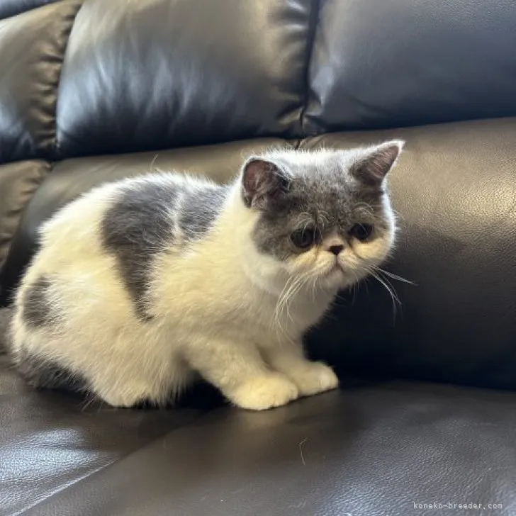 ID:2304-01146の子猫