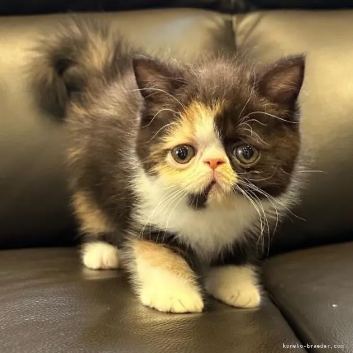 ID:2209-01099の子猫