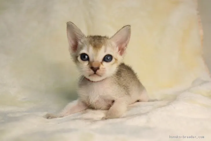ID:2103-00351の子猫