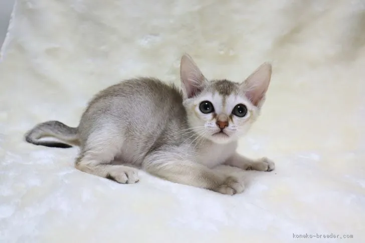 ID:2012-01385の子猫