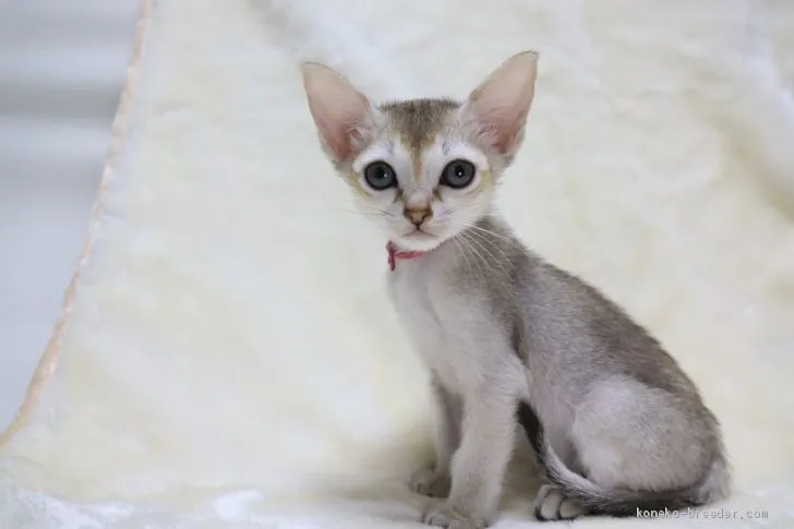 ID:2012-01384の子猫