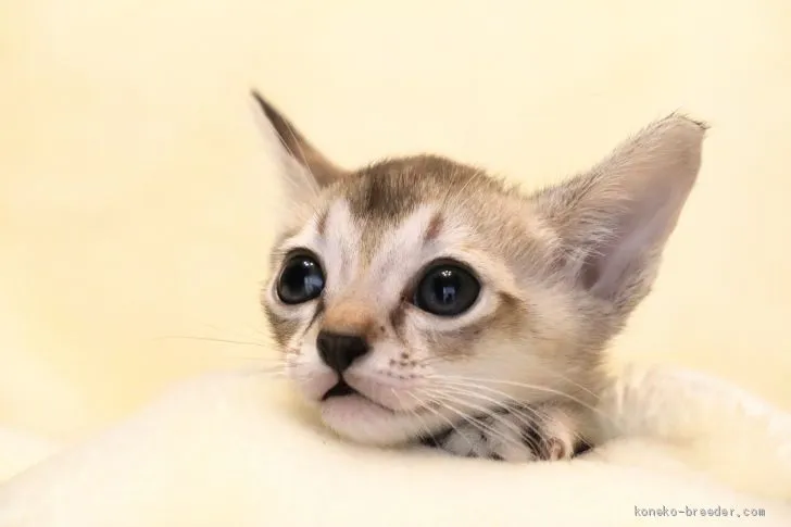 ID:2007-01922の子猫