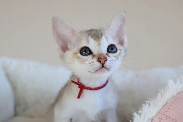 ID:2112-00200の子猫