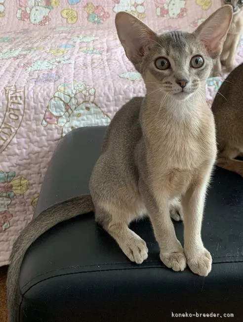 ID:2107-01200の子猫
