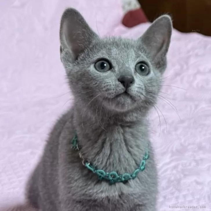 ID:2503-01535の子猫