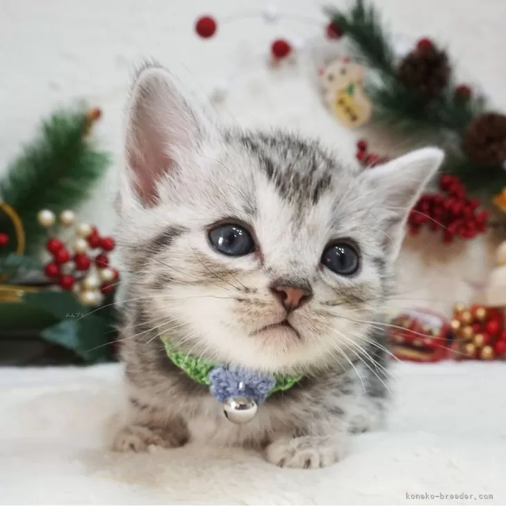 ID:2312-02531の子猫