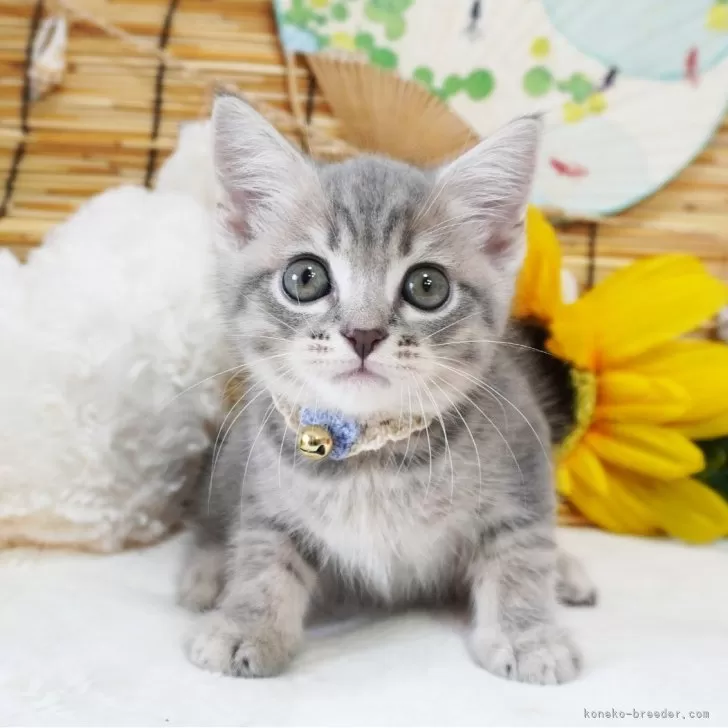 ID:2407-02690の子猫