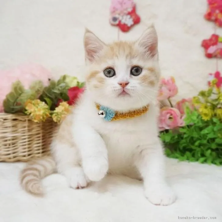 ID:2303-00633の子猫