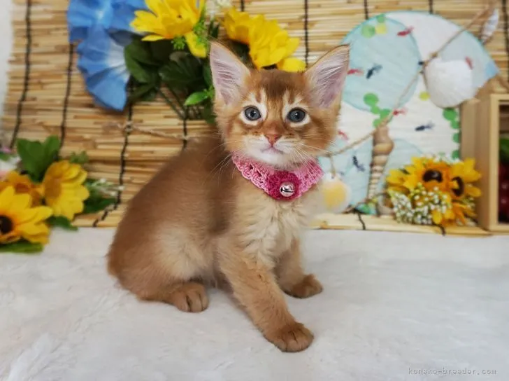 ID:2108-02381の子猫