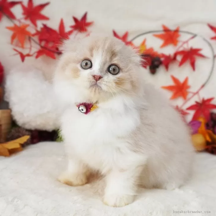 ID:2410-01195の子猫