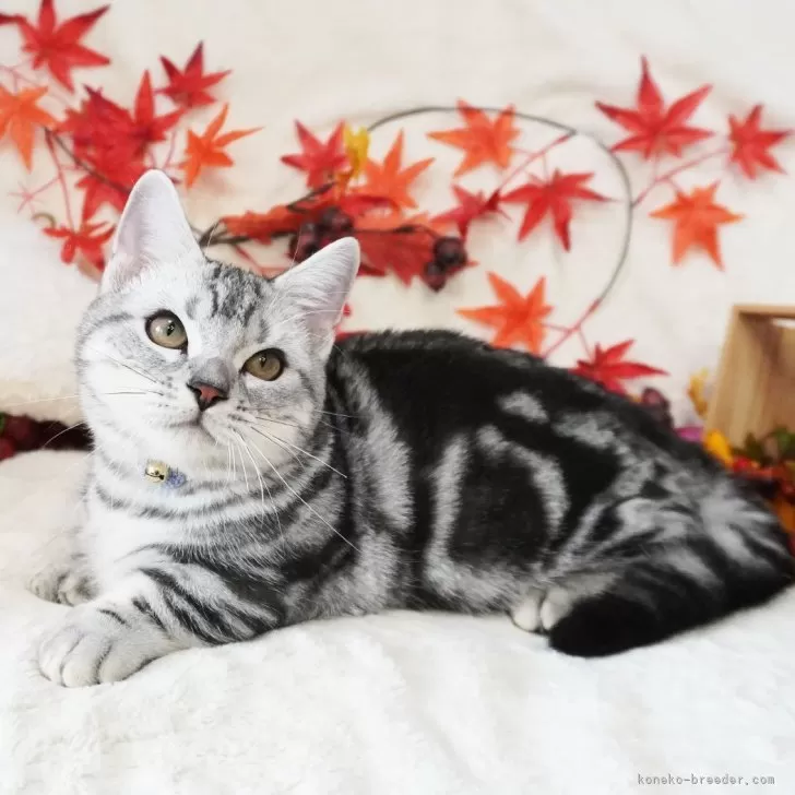 ID:2407-01854の子猫