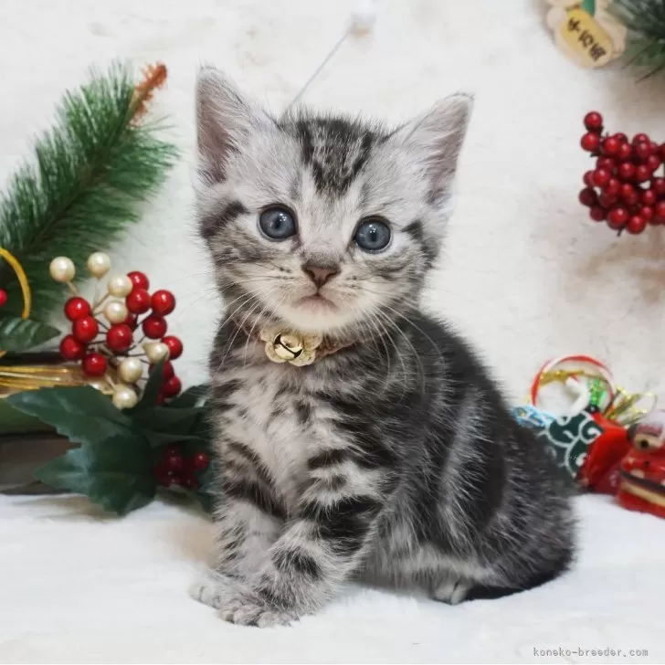 ID:2312-02693の子猫