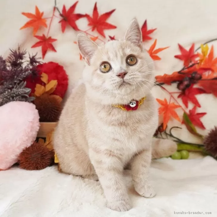 ID：2409-01976の子猫