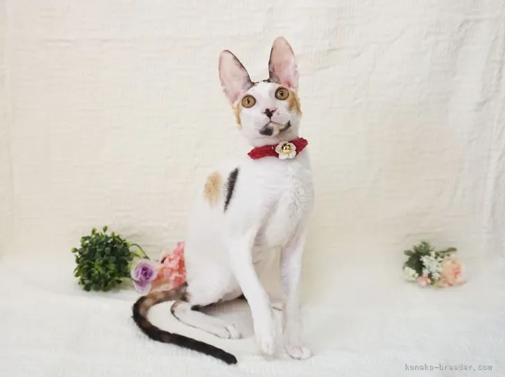 ID:2206-00278の子猫