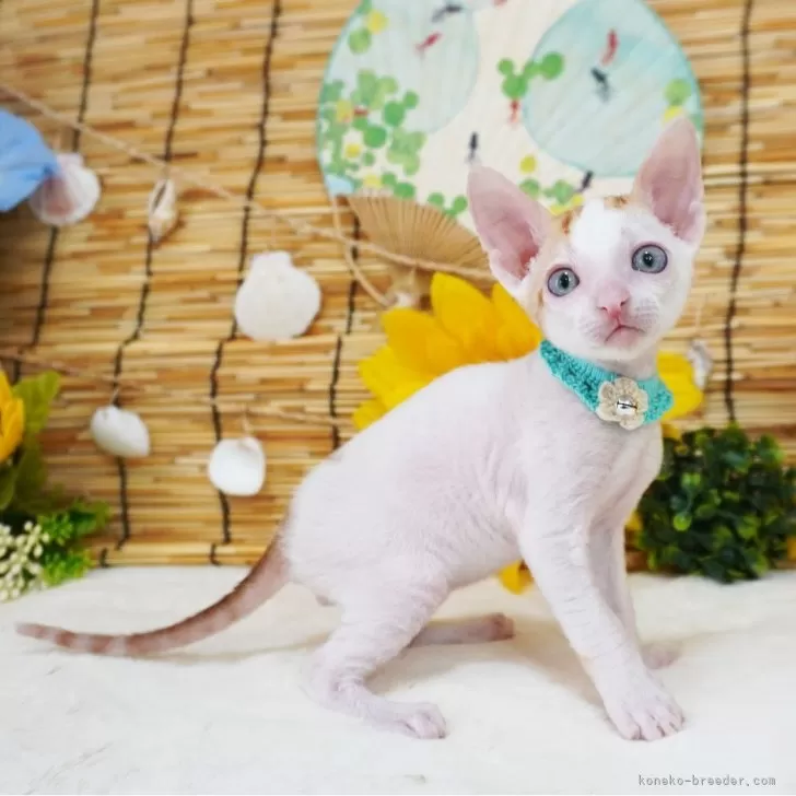 ID:2406-01277の子猫