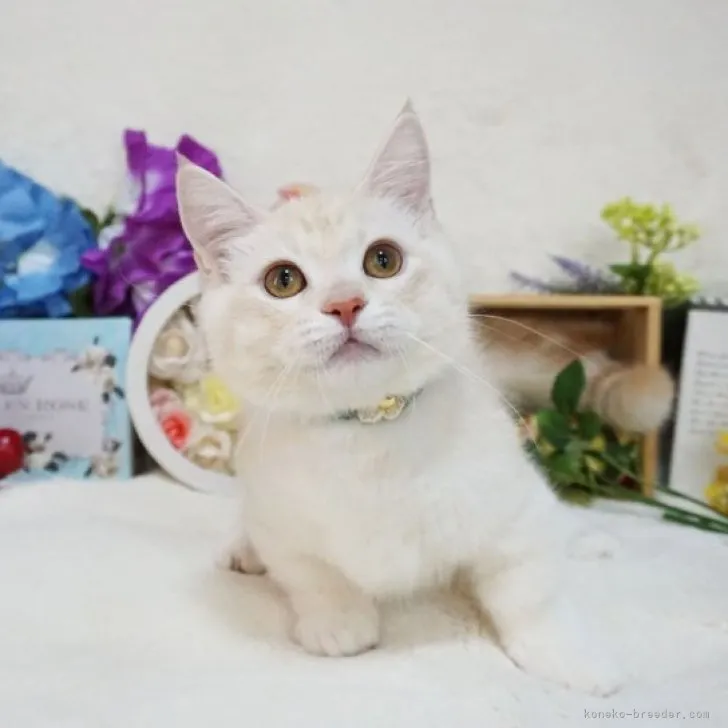 ID:2304-01828の子猫
