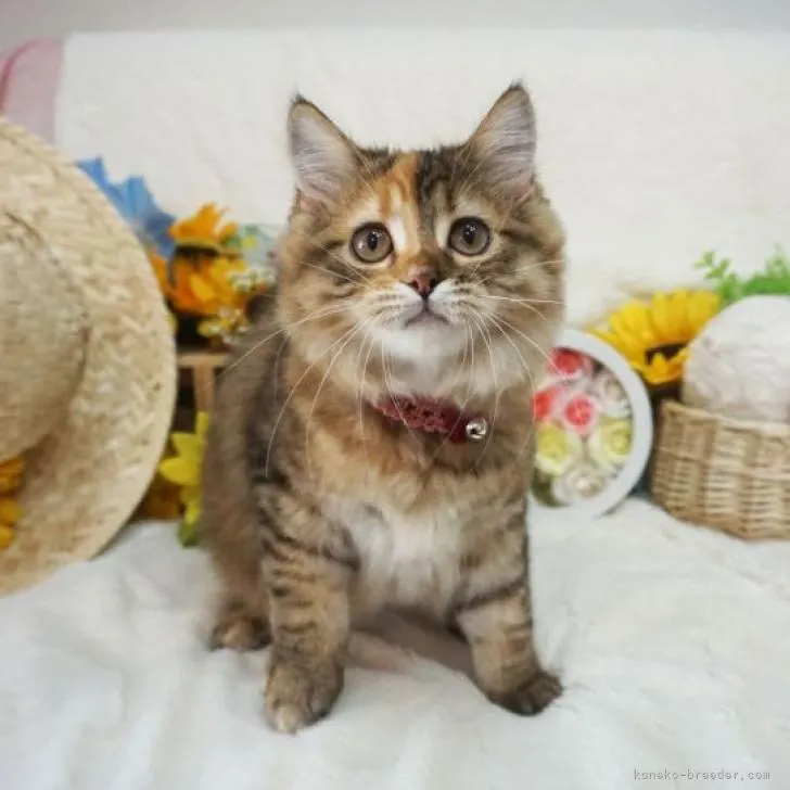 ID：2207-00468の子猫