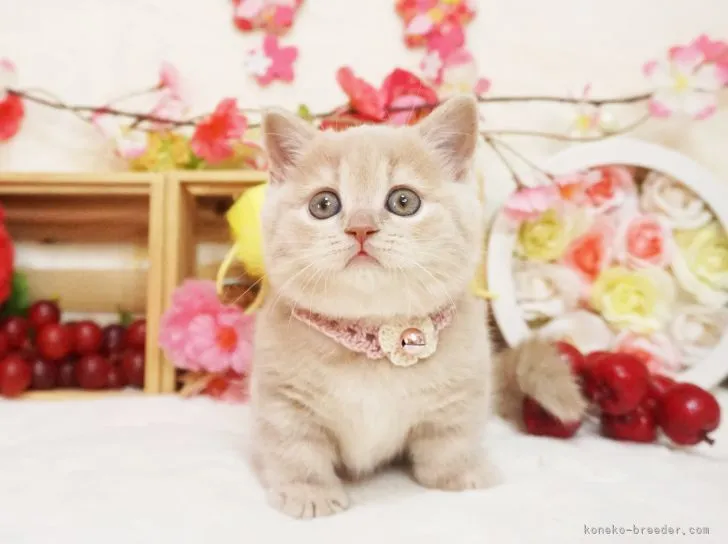 ID:2203-01395の子猫