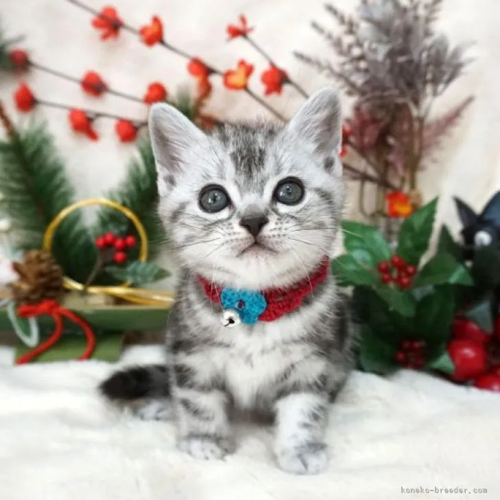 ID:2301-00402の子猫