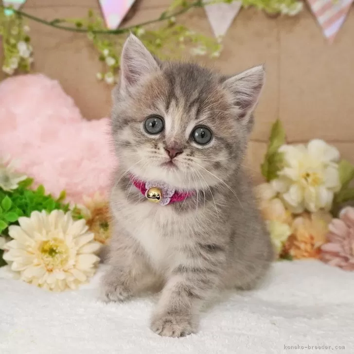 シゲちゃん 様のお迎えした子猫