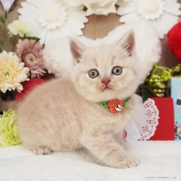 ID:2502-01804の子猫