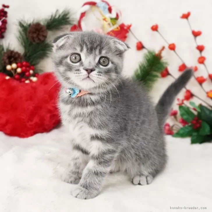ID:2501-00591の子猫