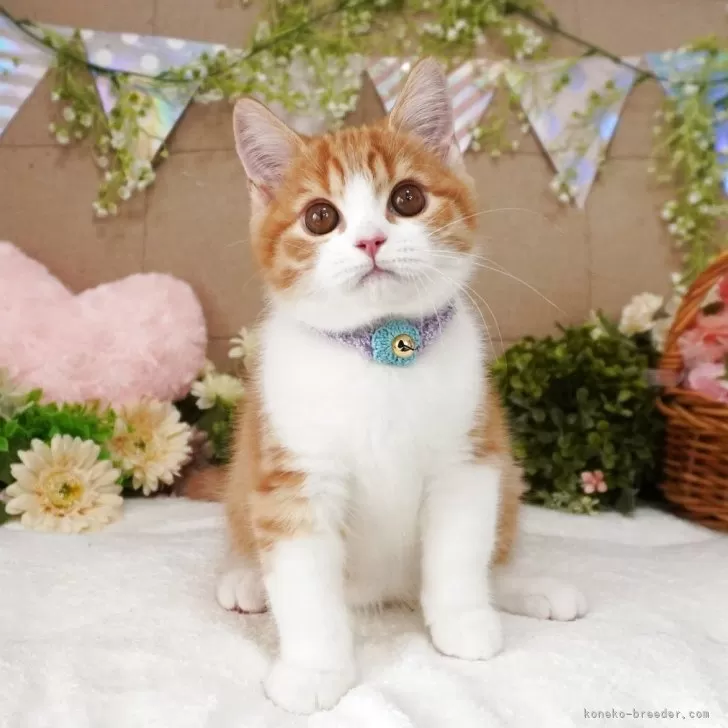 ID:2503-03015の子猫