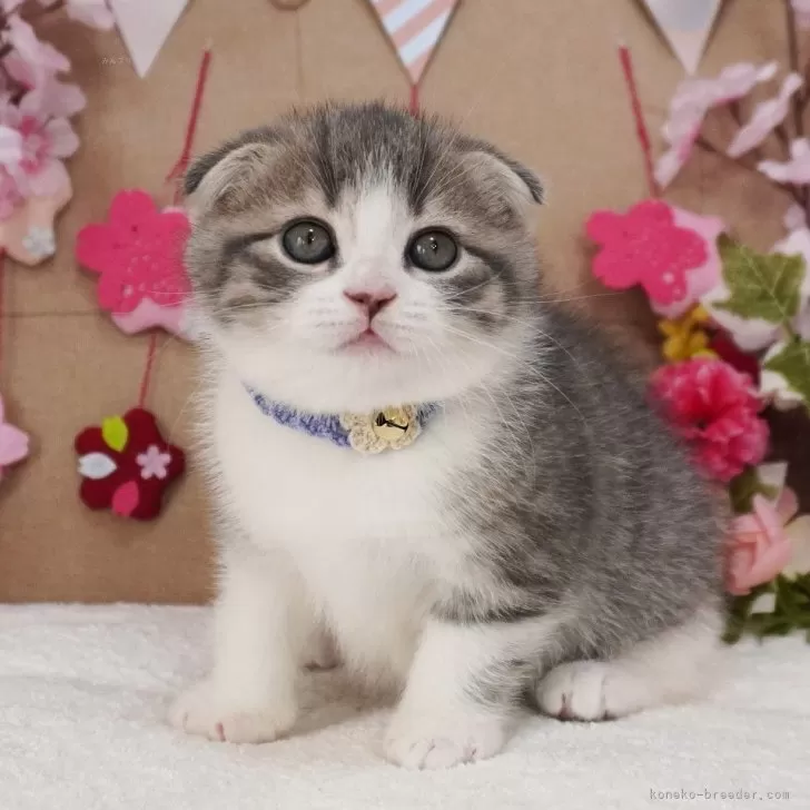 ID:2504-01743の子猫