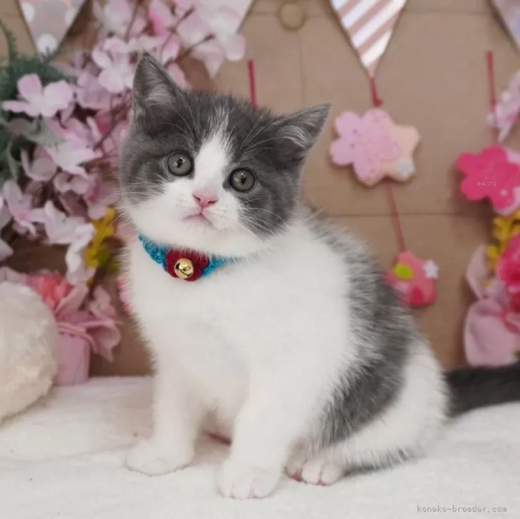 ID:2504-01745の子猫