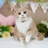 スコティッシュフォールド(立ち耳)